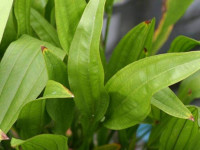 Снимка на Echinodorus paniculatus, (Micheli, 1881)