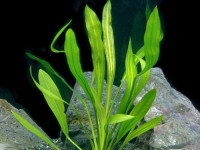 Снимка на Echinodorus uruguayensis, (Arechavaleta, 1903)