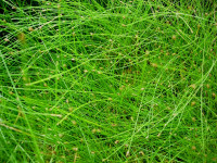Снимка на Eleocharis vivipara, (Link, 1827)