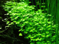 Снимка на Hydrocotyle leucocephala (Cham. & Schltdl., 1826)