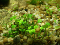 Снимка на Marsilea quadrifolia (Linnaeus,  1753)