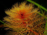 Снимка на Myriophyllum tuberculatum (Roxb, 1820)